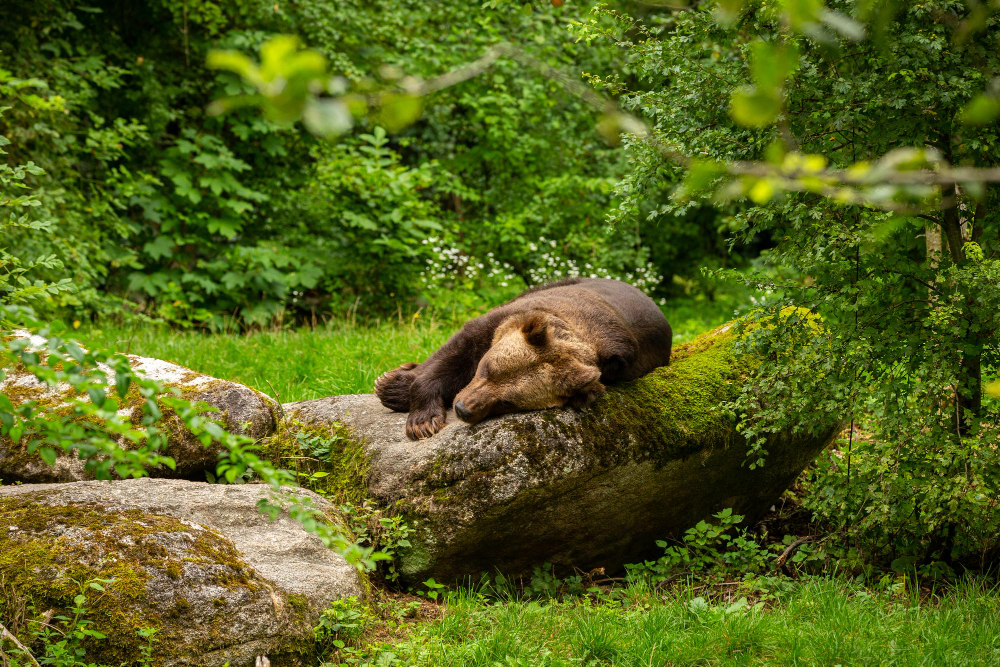 Alternativer Wolf- und Bärenpark